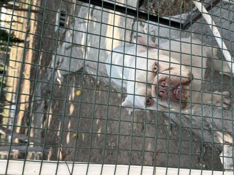 Erkek french bulldog lilac tan platinyum