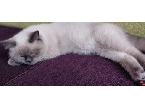 British longhair blue point cinsi 9 aylık erkek