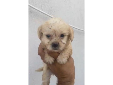 Maltipoo kalite yavrular ırk sağlık garantili