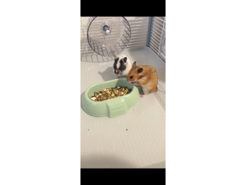 Ücretsiz yavru suriye hamster (evcil ısırmayan)