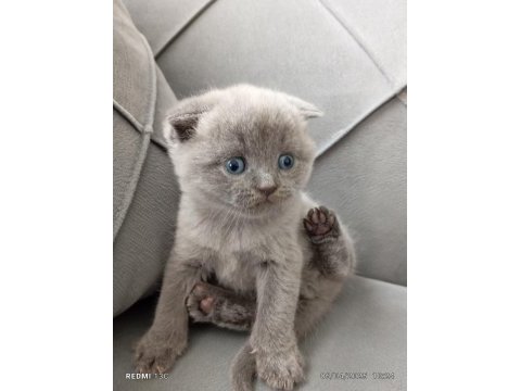 Scottish fold mavi gözlüler