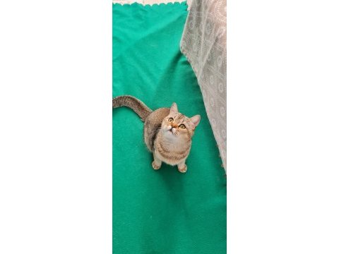 Golden british shorthair