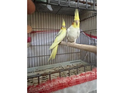 Takım hazır sultan papağanı