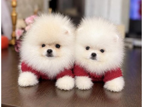 2 teacup pomeranian ayıcıklar