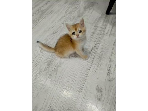 Minicik british shorthair bebişlerim