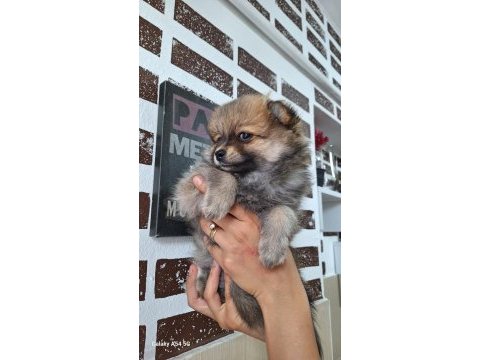 Orjinal pomeranian boo