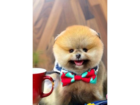 Erkek pomeranian yavrumuz