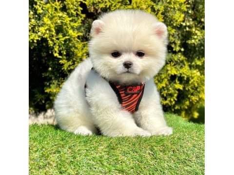 Sevimli pomeranian boo yavrularımız