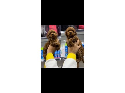 2 ayı geçkin testleri yapılmış minik red poodle