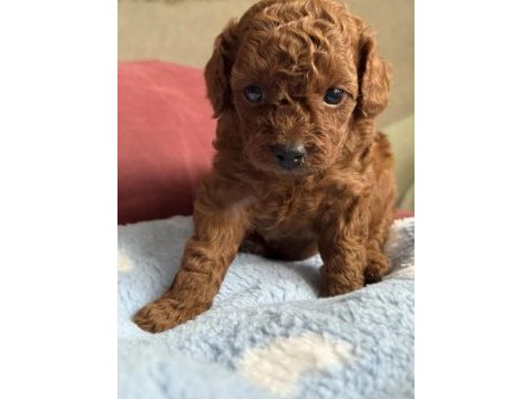 Kalite toy poodle yavrularımız yeni ailelerini bekliyor