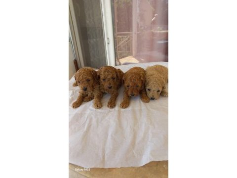 Poodle yavrusu bebeğimiz