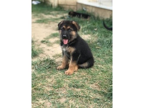 Alman çoban köpeği (alman kurdu)