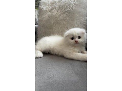 Ailenize yeni bir dost kediniz olsun