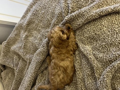 Cavapoo cinsi dişi