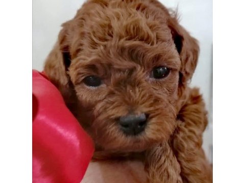Toypoodle yavrularımız 
