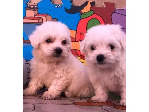 Maltese yavrularım gelmiştir
