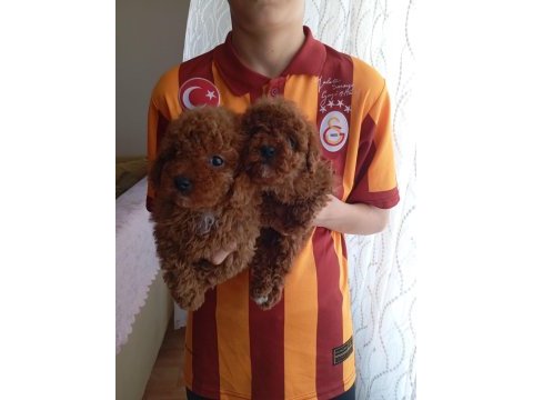 Birbirinden güzel ev üretimi poodle bebeklerimiz