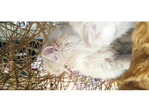 British longhair bly ay12