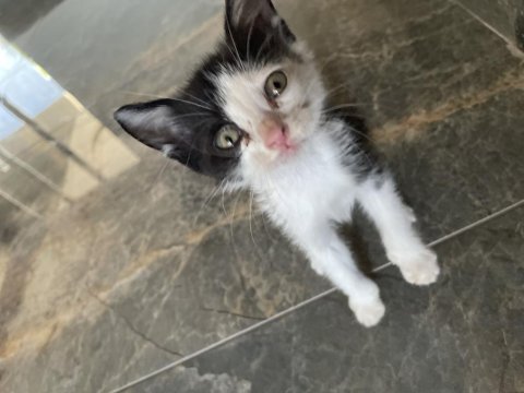 Acil 1 buçuk aylık kedimiz