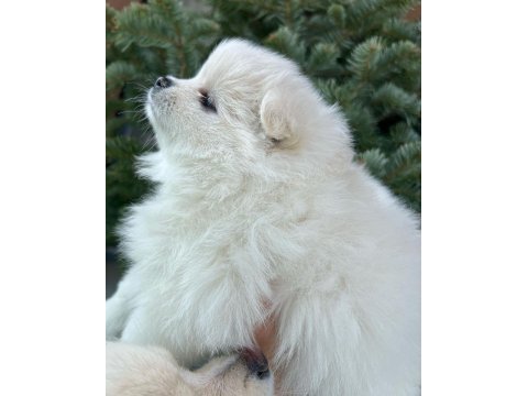2 pomeranian kızımız