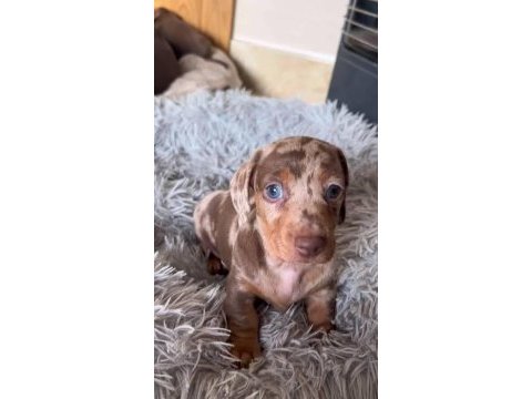 Üst kalite dachshund bebeklerimiz garantili