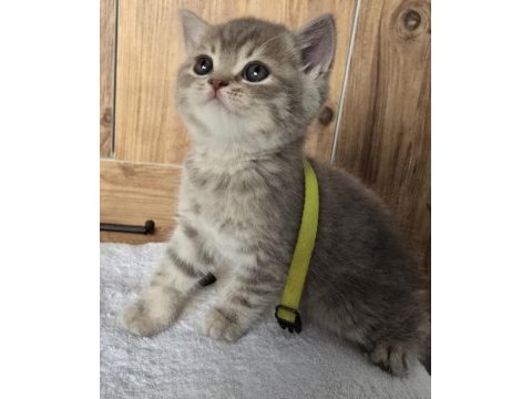 Yavrular british longhair silver point ve gold