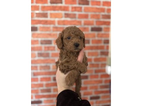 7 yıllık tecrübemiz ile poodle yavrularımız sizlerle