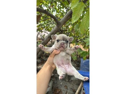 French bulldog sevenler