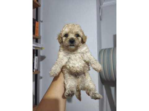 Maltipoo bebekler