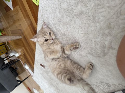 2.5 aylık british shorthair kedimiz