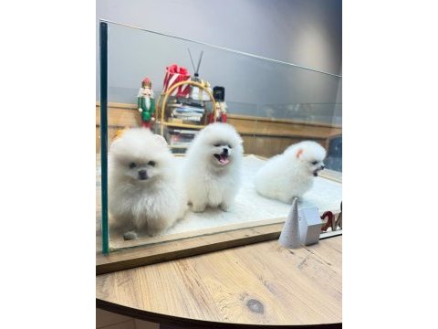 Sağlık ve ırk garantili kore pomeranian