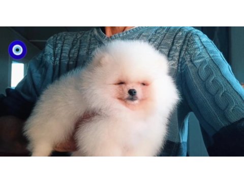 Orijinal pomeranian boo 3 aylık