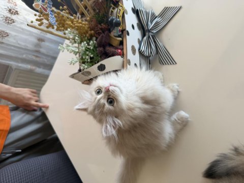 British longhair dişi cy12