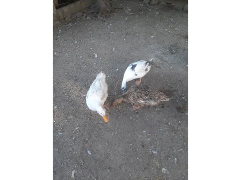 1 yaşında 2 dişi ve 1 erkek ördek