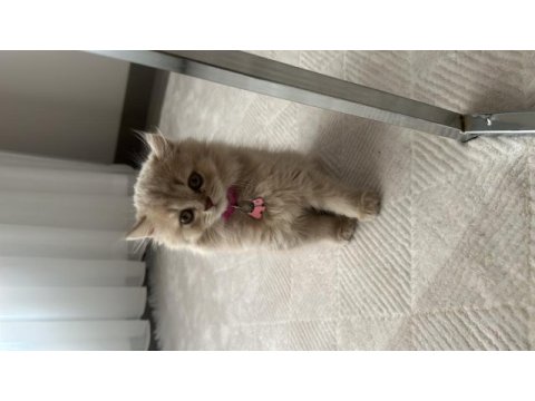 British longhair 6 aylık