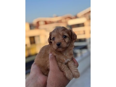 Maltipoo adrese teslim, kapıda ödeme yapabilirsiniz