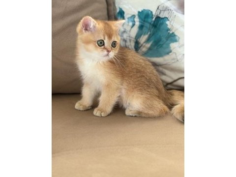 British shorthair erkek yavru teslime hazır