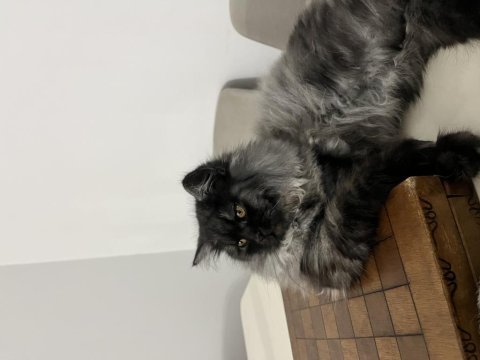 British longhair erkek kedimiz