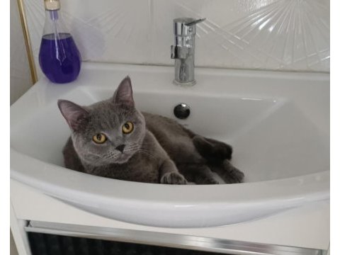 Dişi british shorthair