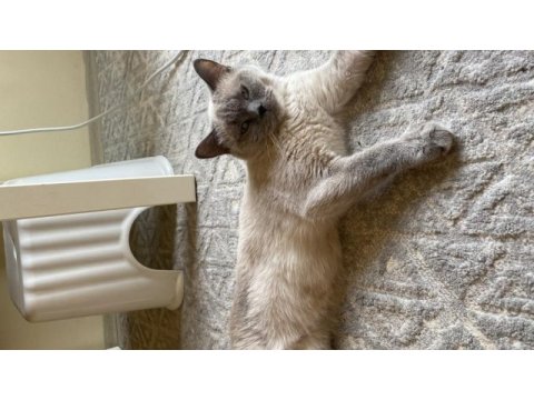 British shorthair blue point (acil uygun)