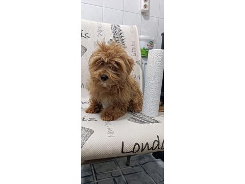 Minik maltipoo kızımız