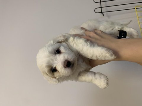 Maltese terrier 52 günlük yavru