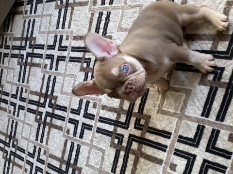 Nev shade rojo and tan french bulldog
