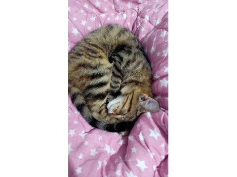 Kedi sahiplendirme tekir