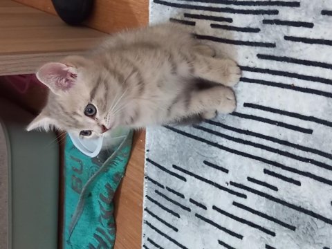 1.5 aylık erkek british shorthair yavrumuz