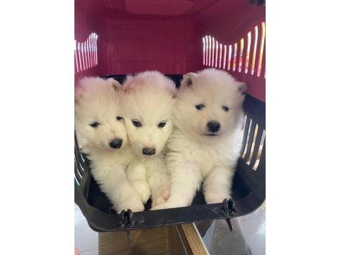 Safkan samoyed yavruları