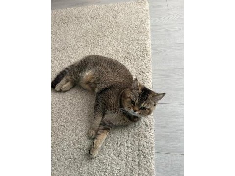 Temas bağımlısı ve uysal kedimiz