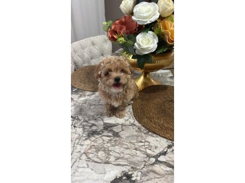 Maltipoo kg garantili