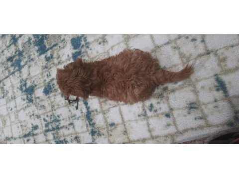 Maltipoo köpeğimi veriyorum daha yeni aldık