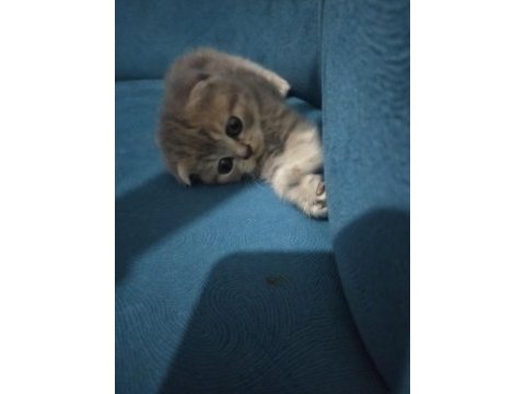 2 aylık dişi scottish fold yavrumuz